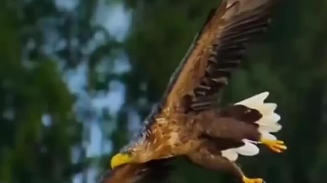 You will never see an eagle chase a butterfly.#eagle