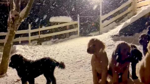 Goldendoodle Gang Gather In The Snow