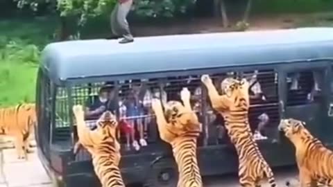 Fighting all tiger fighting to male amazing video oh my God please watch the video and follow me