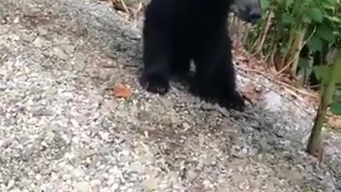 Woman helping a black bear remove a container off it's head