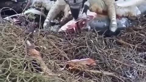 eagle feeds its young