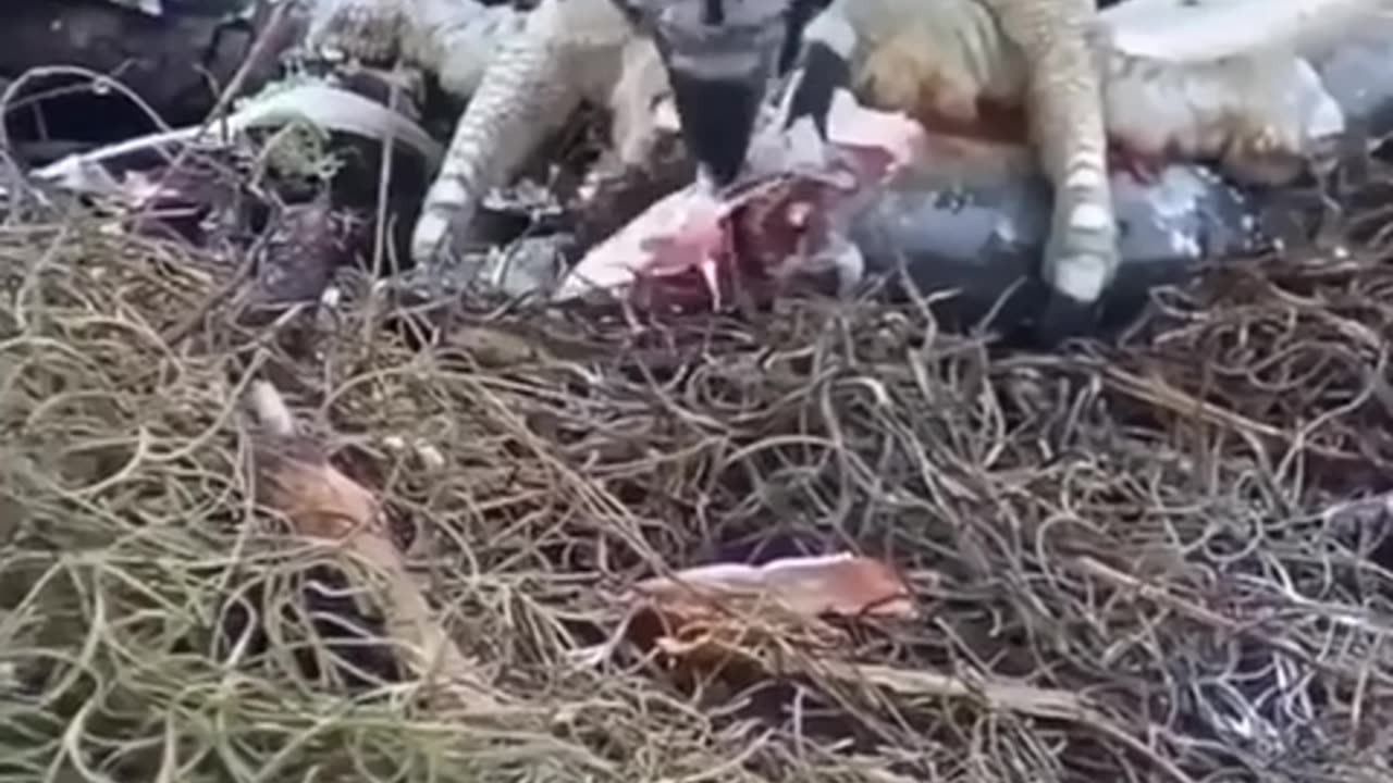 eagle feeds its young