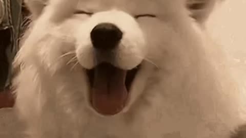 Cute Dog Gif