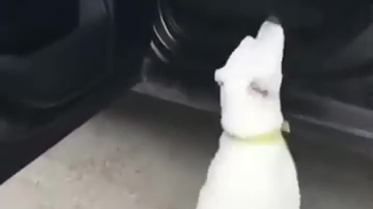 Hilarious Animal Antics 2024: Funnybunny 489 Edition