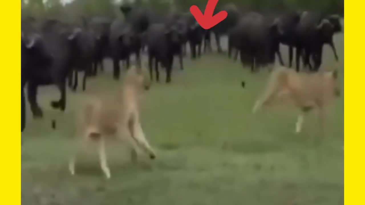 Leões pegou um búfalo, será que tem chances de escapar?