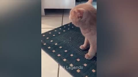 Funniest Cat Videos