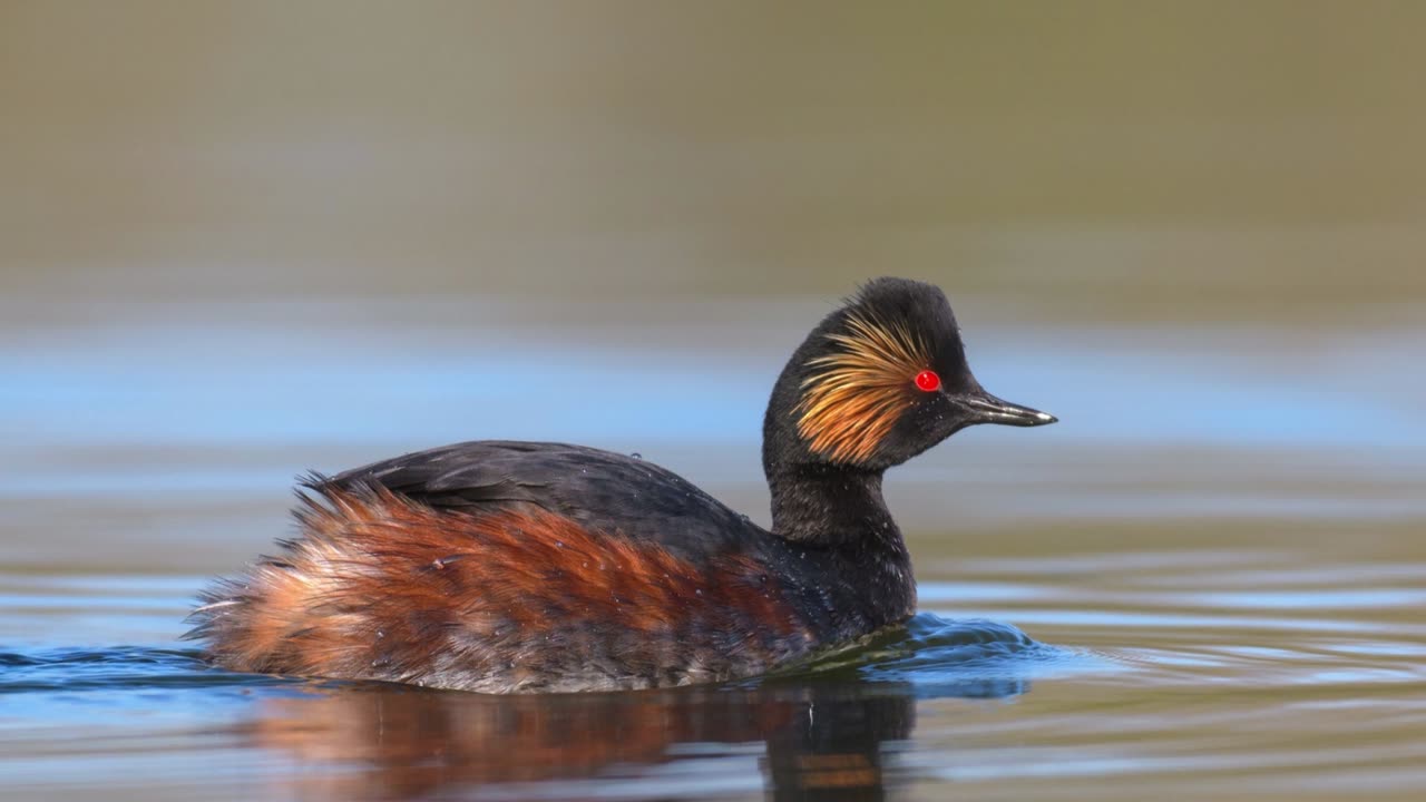 The Black-Necked Grebe: Close Up HD Footage (Podiceps nigricollis)