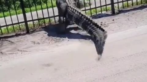 That fence looks pretty flimsy 🤣😱