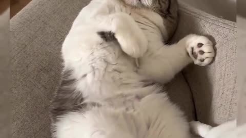 the funny cat snoring