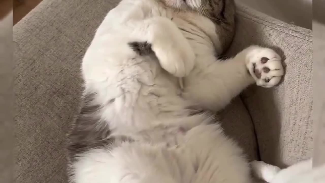 the funny cat snoring