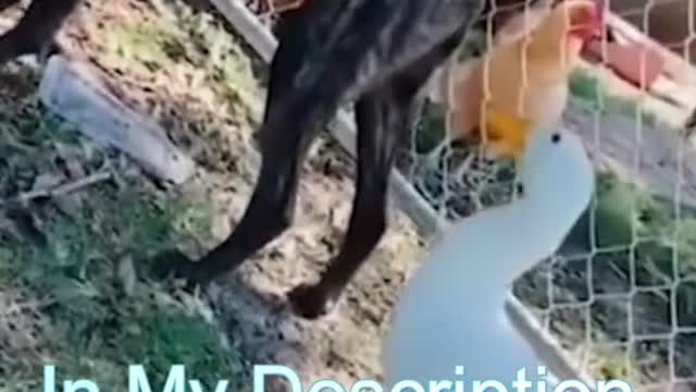 Best Funny Cat Videos | Funniest Cats | Funny Animal Videos | Best Services |