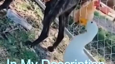 Best Funny Cat Videos | Funniest Cats | Funny Animal Videos | Best Services |