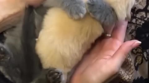 Kitten Hugs Puppy 🐱💞🐶 SO CUTE 🥺🥺🥺