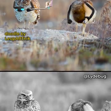 Feathers and Paint: Artistic Bird Explorations