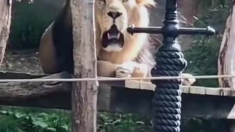 Best funny animal