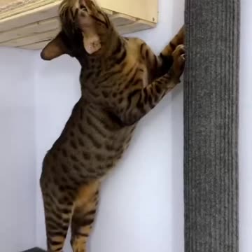viral cute cate video,