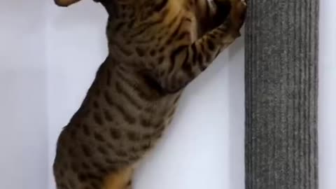 viral cute cate video,