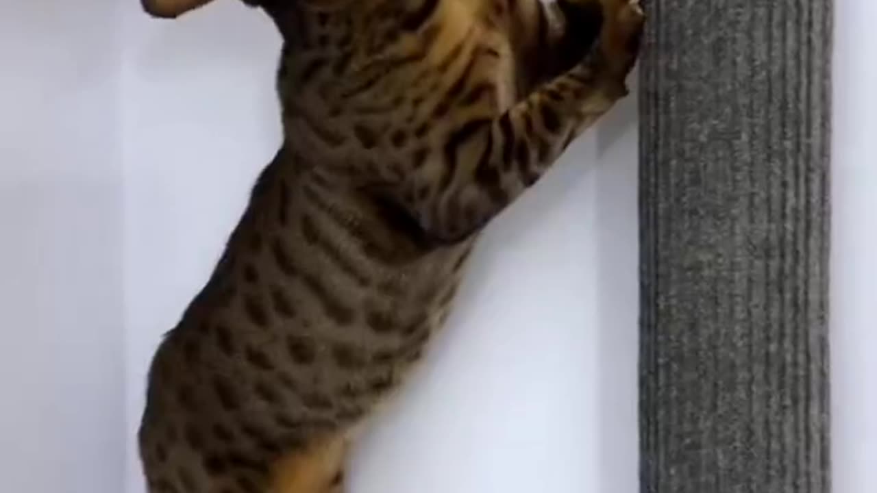 viral cute cate video,