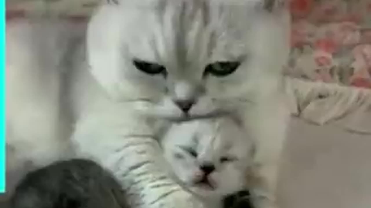 Cat Love her Baby ❤️