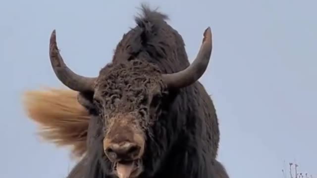 Tibetan yaks voice is very rough. #biganimals #yak #animals #shorts #wildlife