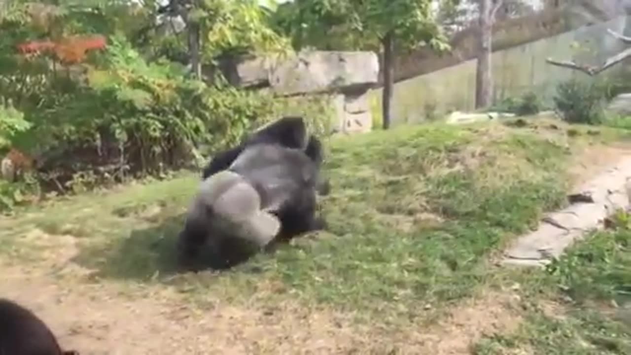 Omaha Zoo - Gorilla Fight "Where's the Zookeepers"