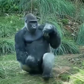 When I get back to the gym 💪 🤣🤣