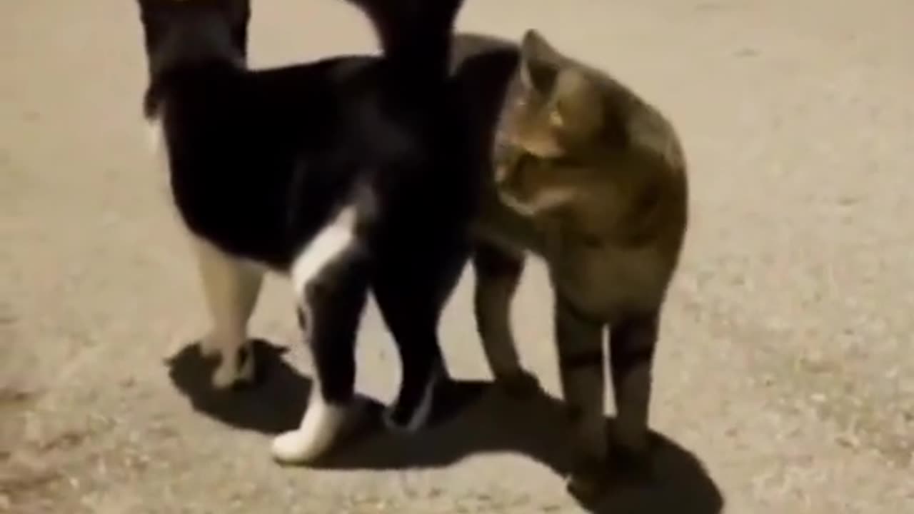 Funniest Animals 2023 - Funny Cats and Dogs | Funny Animal Videos 2023