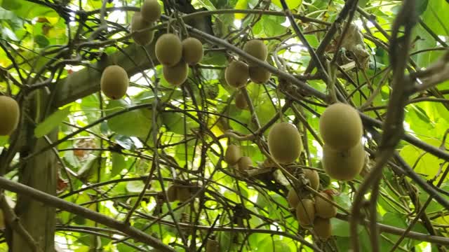 Kiwi micro-vineyard harvest 2022!