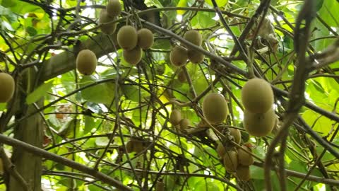 Kiwi micro-vineyard harvest 2022!