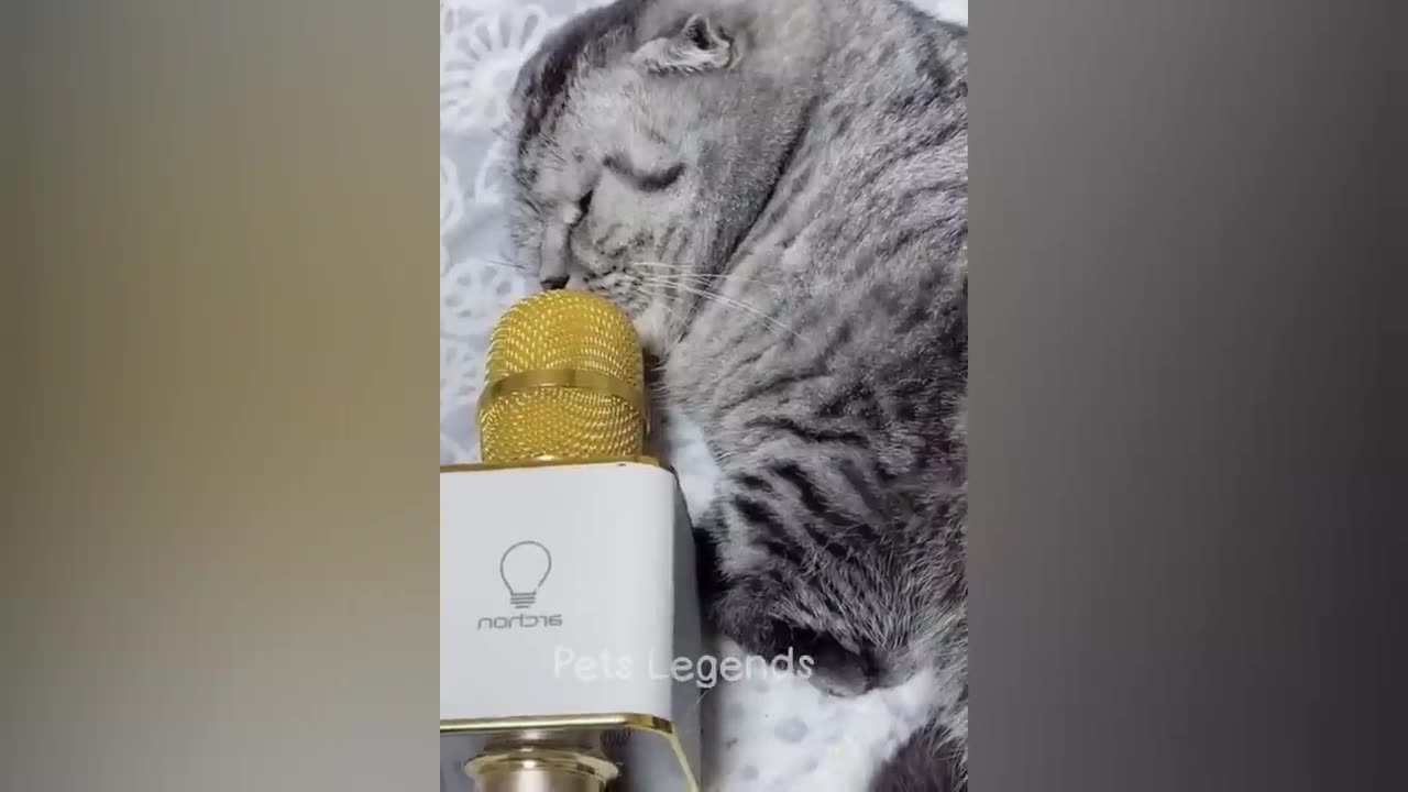 Funny animal videos 2024 - Funny cats/dogs - Funny animals - Part 8