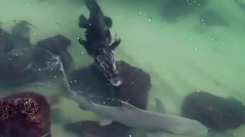 crocodile attacks shark