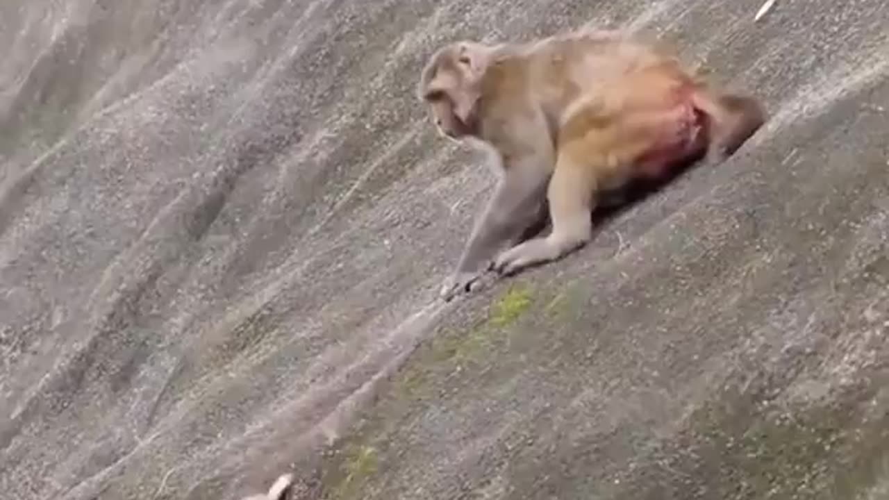 Momma Monkey Just Wants To Live Her Life