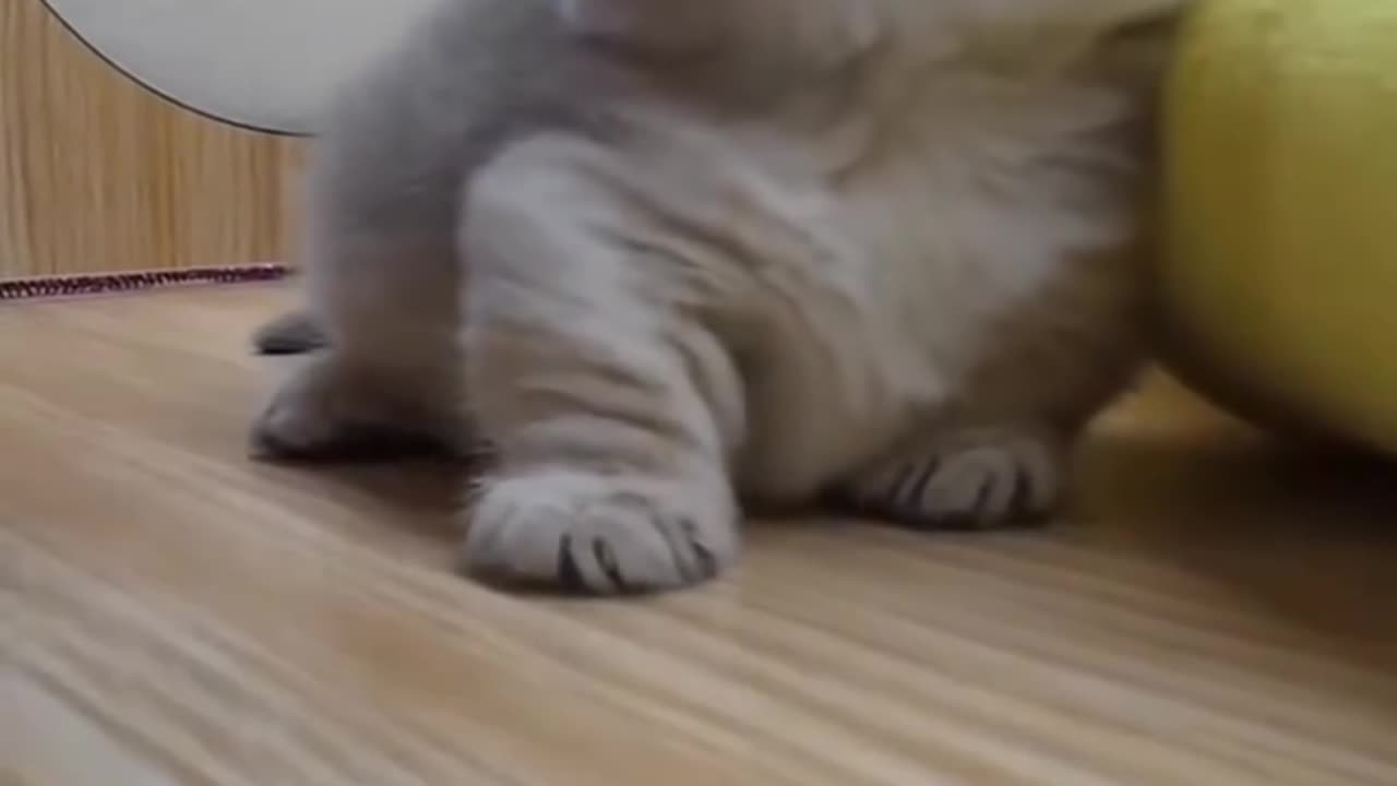 Cute Kitten Angry When Touch Head 🤢