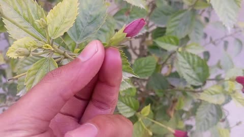 China Rose Plant ki Details