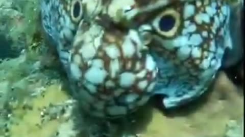 An octopus disguising itself as the head of a bigger marine creature