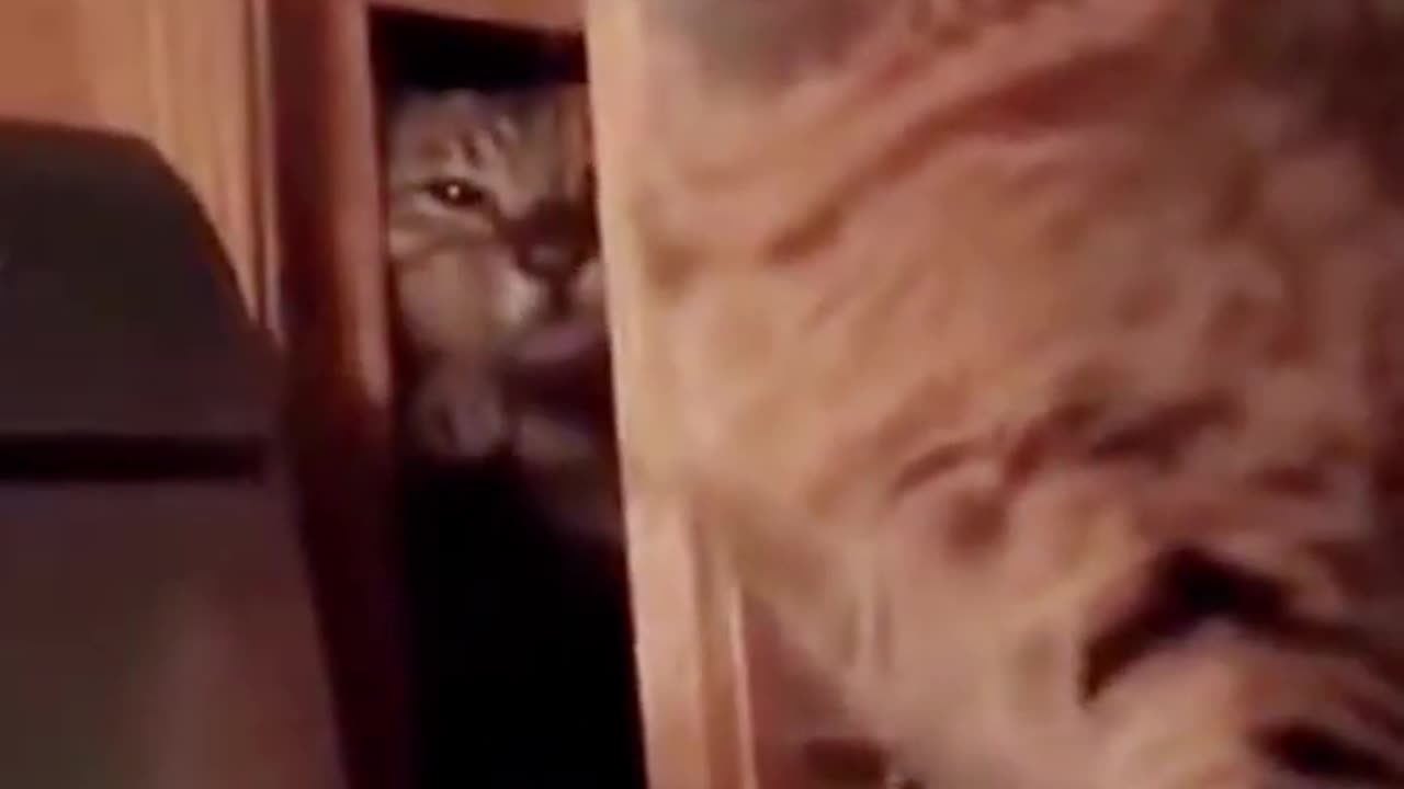 Funny cat attack 🤣🤣