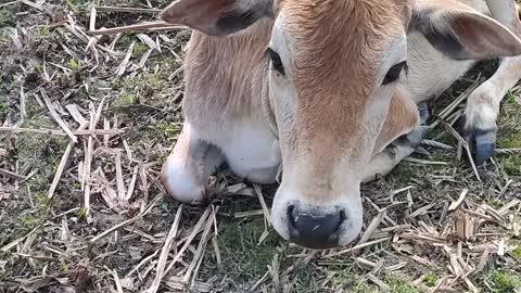 Cute cow