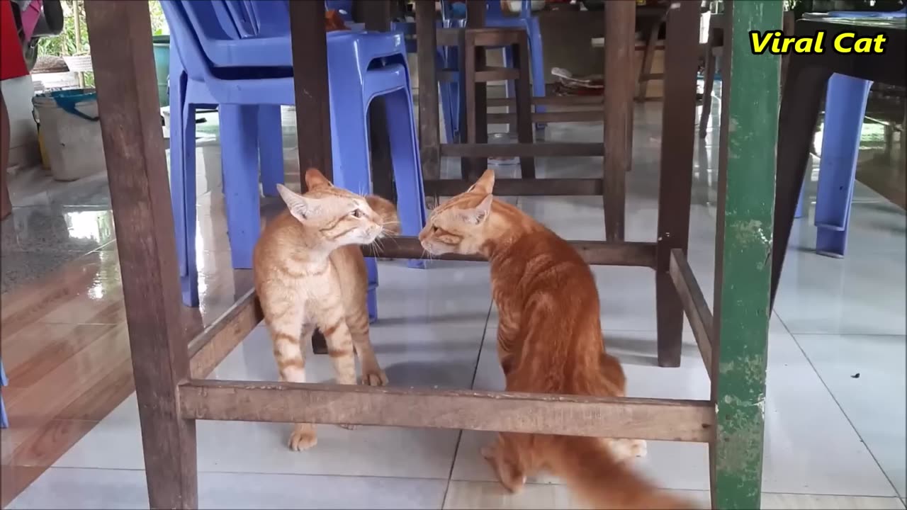 Cats fight funny