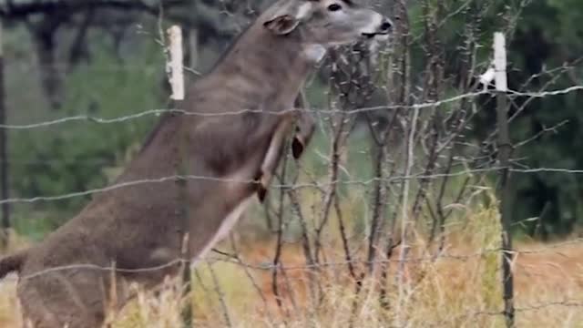 Amazing buck jump