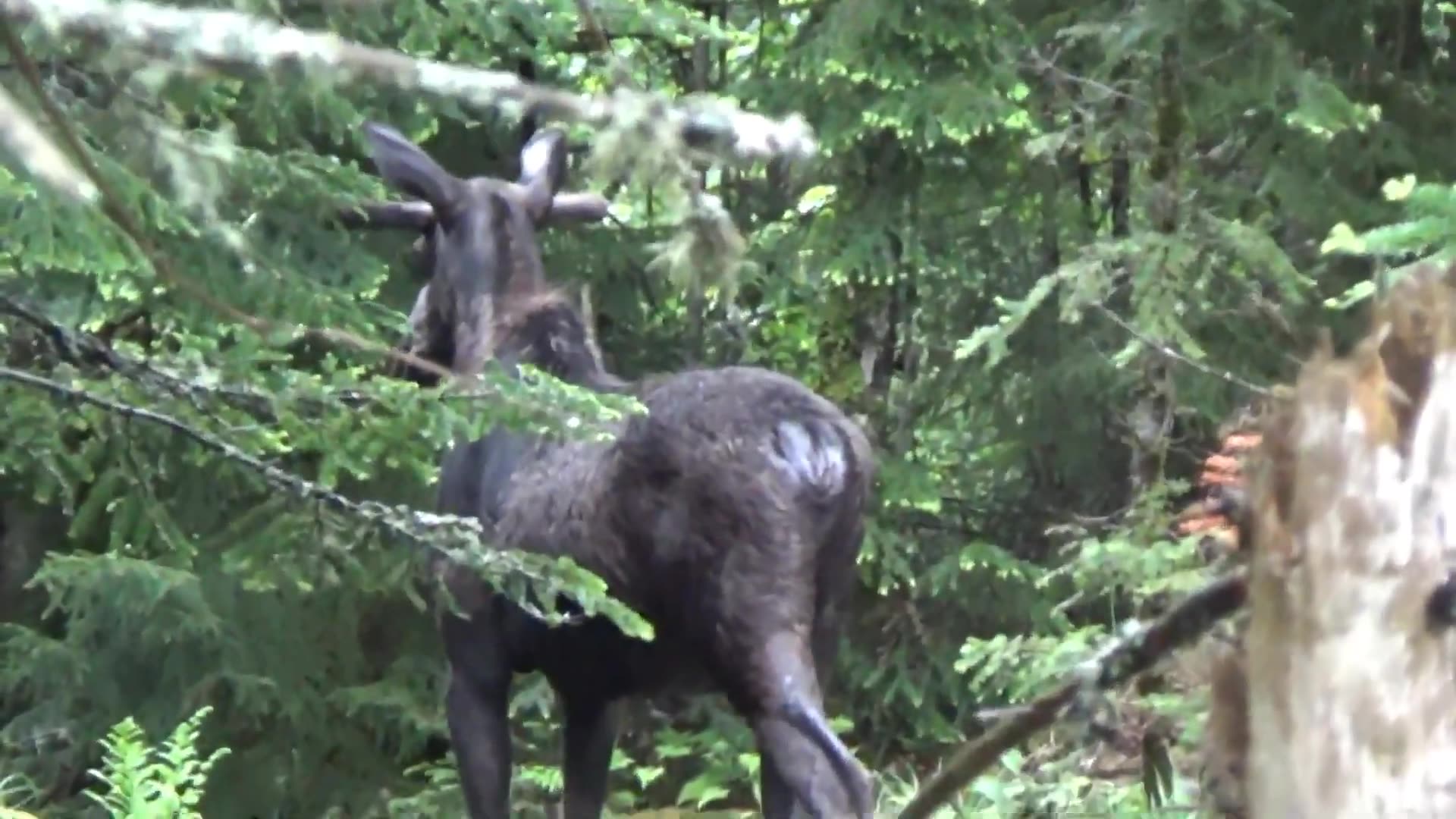 Bull Moose