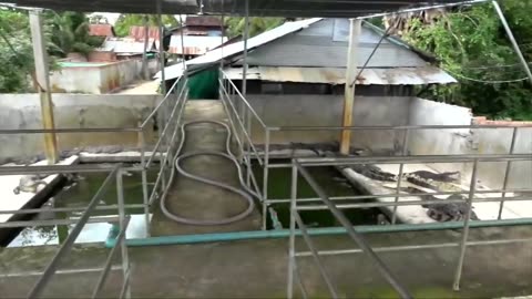 Cambodia's Crocodile Farm, in Siem Reap