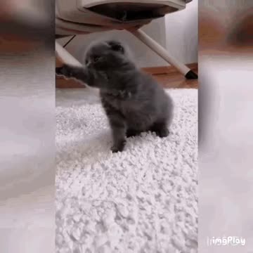 Cute Cat Gif