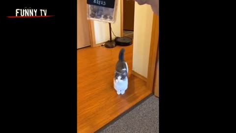 Funny cats videos ever 😹 funny cute cats 😻 Cat fun