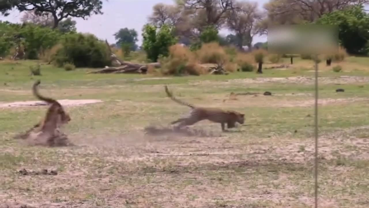 amazing cheetah attacks leopard