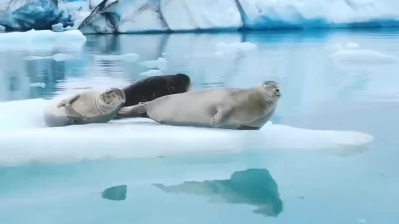 Seals chilling in an ice lagoon in Iceland