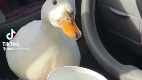 Aww that is so cute .. but why is this duck in the car?