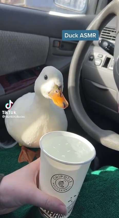 Aww that is so cute .. but why is this duck in the car?