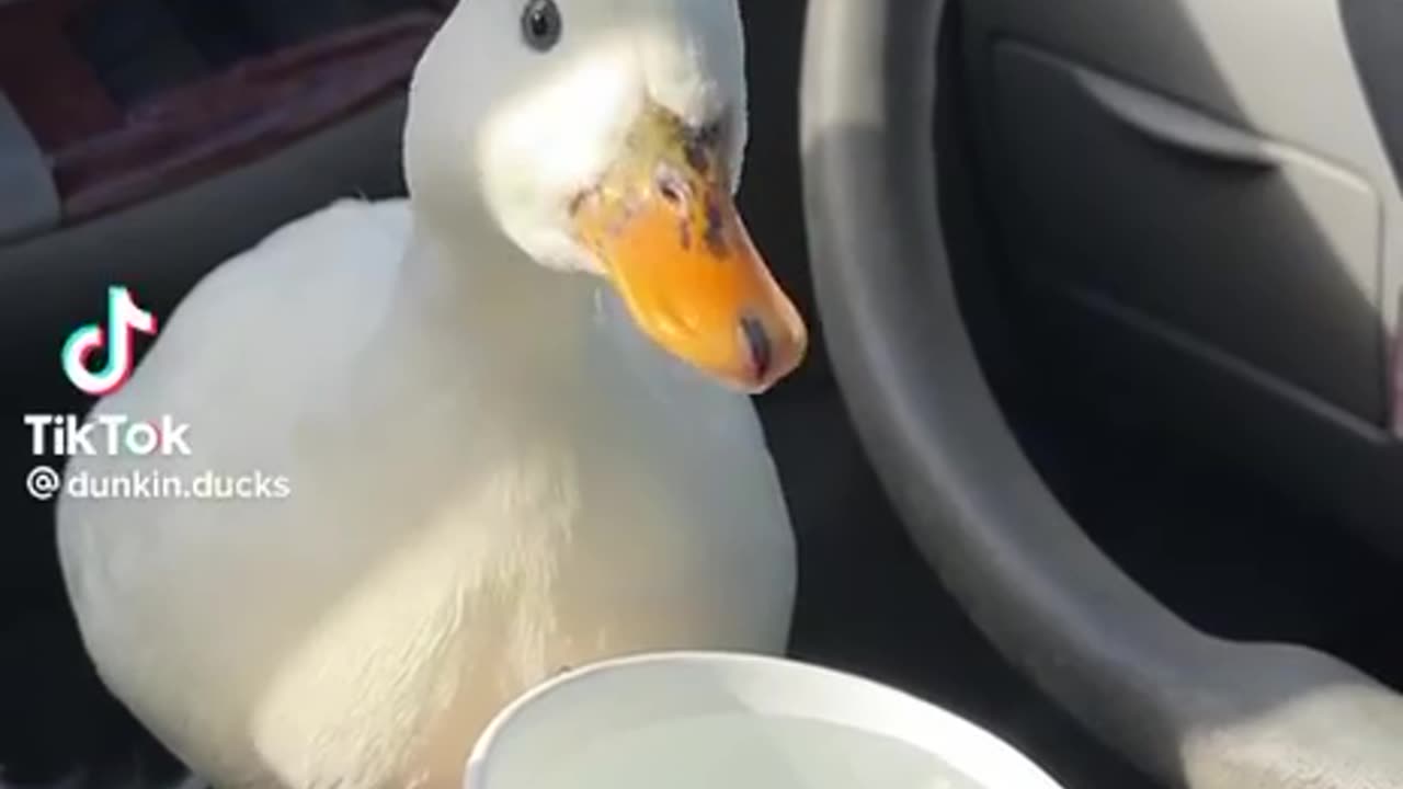Aww that is so cute .. but why is this duck in the car?