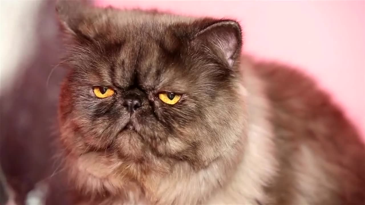 Funny fluffy cat Persian breed