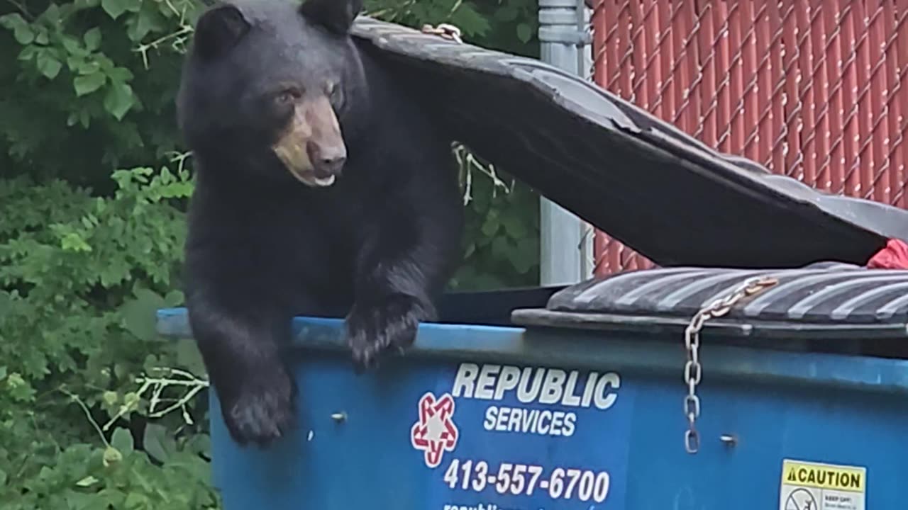 Up Close with a Black Bear: Caught Digging in My Garage